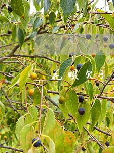 花呗欠3000逾期一年会怎么样 花呗欠3000逾期一年会怎么样