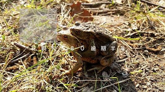 花呗欠380逾期半年 花呗欠380逾期半年