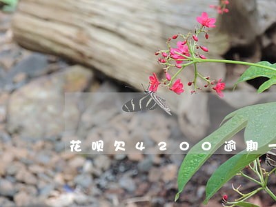 花呗欠4200逾期一年