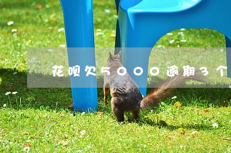 花呗欠5000逾期3个月 花呗欠5000逾期3个月