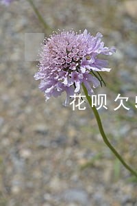 花呗欠500逾期三个个月 花呗欠500逾期三个个月