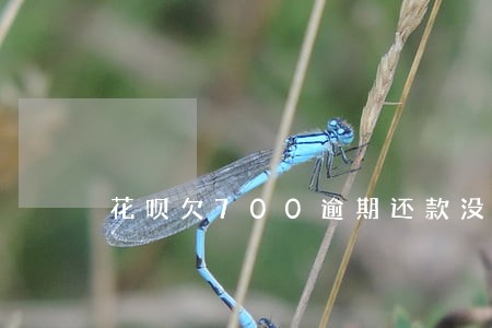 花呗欠700逾期还款没事吧