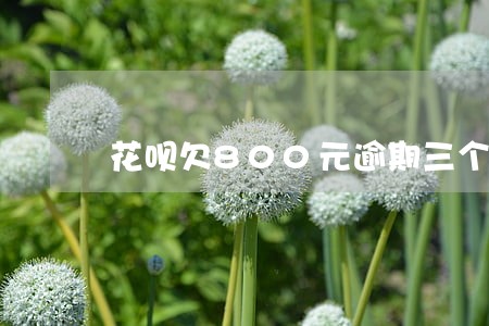 花呗欠800元逾期三个月 花呗欠800元逾期三个月