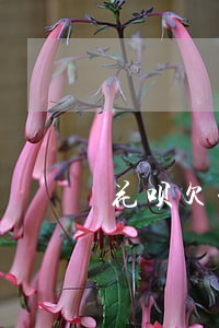 花呗欠一千块逾期一年 花呗欠一千块逾期一年