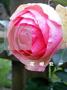 花呗欠一千多逾期三个多月 花呗欠一千多逾期三个多月