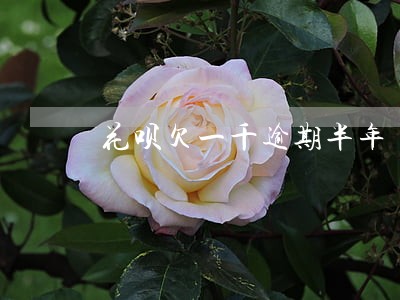 花呗欠一千逾期半年