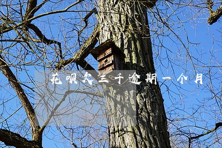 花呗欠三千逾期一个月 花呗欠三千逾期一个月