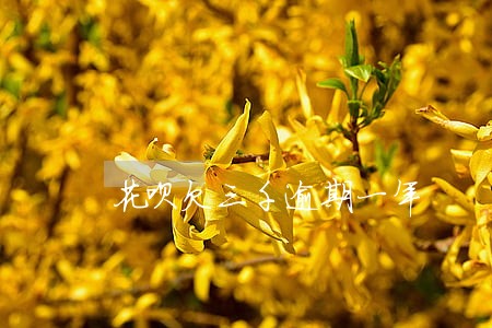 花呗欠三千逾期一年 花呗欠三千逾期一年