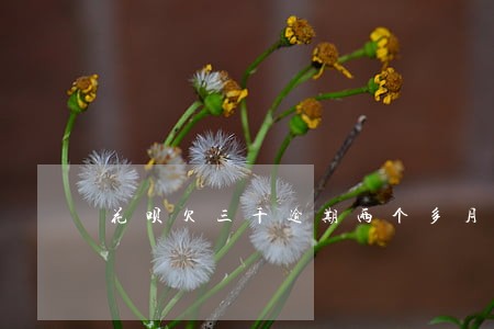 花呗欠三千逾期两个多月会怎么样 花呗欠三千逾期两个多月会怎么样