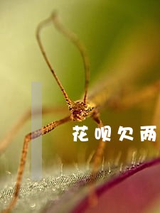 花呗欠两千逾期五个月会上征信吗 花呗欠两千逾期五个月会上征信吗