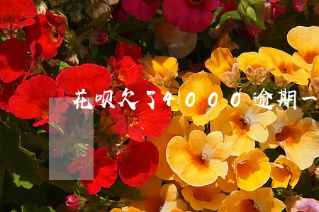花呗欠了4000逾期一年 花呗欠了4000逾期一年