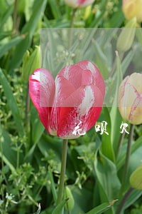 花呗欠了50块逾期半年了 花呗欠了50块逾期半年了