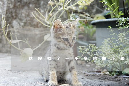花呗欠了一千多逾期半年 花呗欠了一千多逾期半年