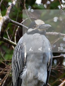 花呗欠了一百逾期三天