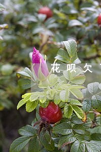 花呗欠了两百多逾期几天会打电话 花呗欠了两百多逾期几天会打电话