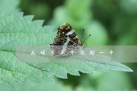 花呗欠二千逾期一年 花呗欠二千逾期一年