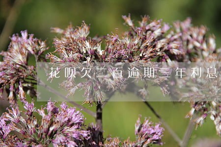花呗欠二百逾期三年利息多少