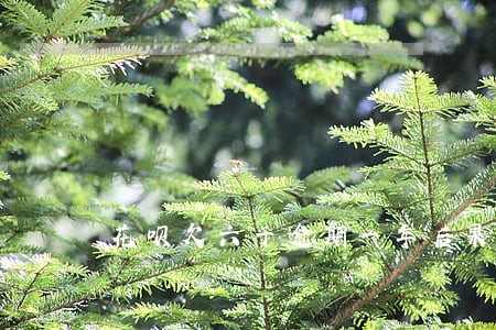 花呗欠六千逾期一年后果 花呗欠六千逾期一年后果