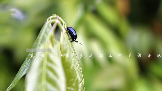 花呗欠六百多逾期三个月没事吧