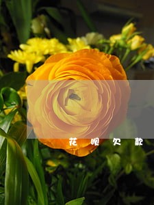 花呗欠款1000逾期3个月 花呗欠款1000逾期3个月