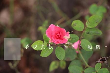花呗欠款1200逾期一天 花呗欠款1200逾期一天