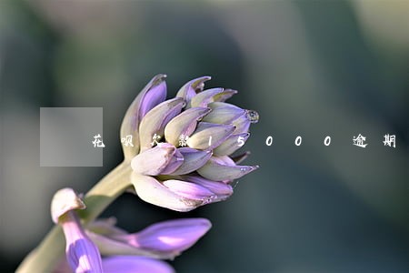 花呗欠款15000逾期一年