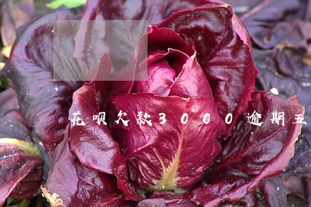 花呗欠款3000逾期五个月 花呗欠款3000逾期五个月