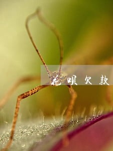 花呗欠款3千逾期2个月 花呗欠款3千逾期2个月