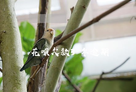 花呗欠款3年逾期 花呗欠款3年逾期