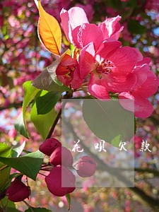 花呗欠款460元逾期一年 花呗欠款460元逾期一年