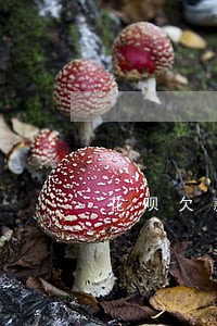 花呗欠款5000逾期一年 花呗欠款5000逾期一年