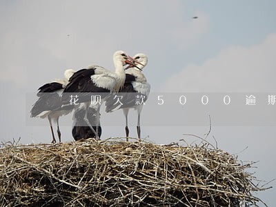 花呗欠款5000逾期图 花呗欠款5000逾期图