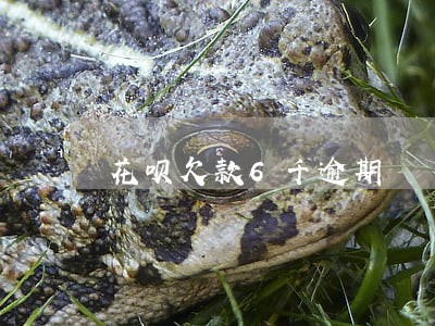 花呗欠款6千逾期 花呗欠款6千逾期