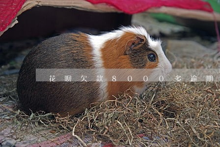 花呗欠款8000多逾期两个月 花呗欠款8000多逾期两个月