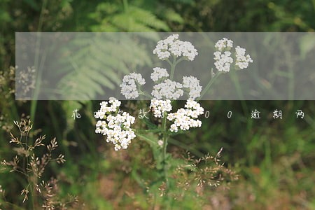 花呗欠款8000逾期两个月了 花呗欠款8000逾期两个月了