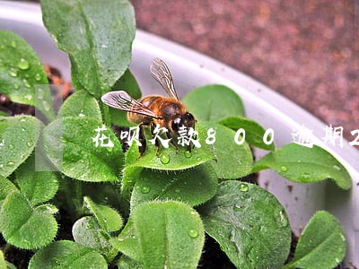 花呗欠款800逾期2年