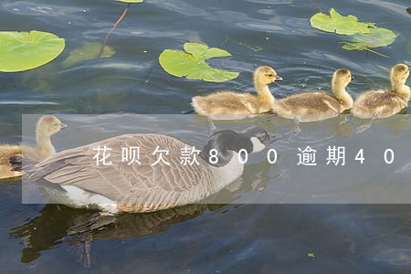花呗欠款800逾期40天了