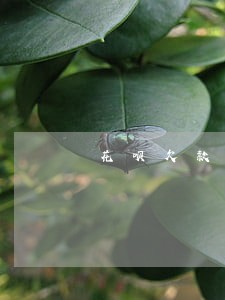 花呗欠款8万逾期两年
