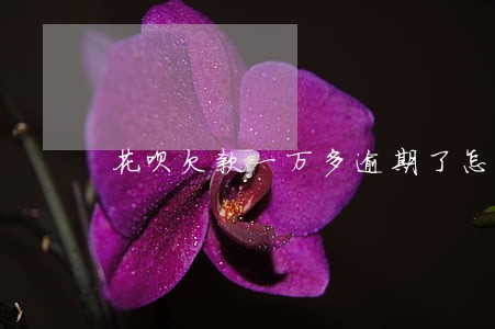 花呗欠款一万多逾期了怎么办 花呗欠款一万多逾期了怎么办