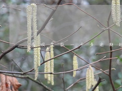 花呗欠款一千多逾期超过一年 花呗欠款一千多逾期超过一年
