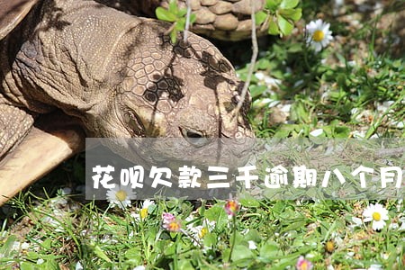 花呗欠款三千逾期八个月