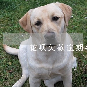 花呗欠款逾期4000 花呗欠款逾期4000