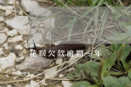花呗欠款逾期一年 花呗欠款逾期一年
