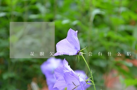 花呗欠款逾期会有什么后果 花呗欠款逾期会有什么后果