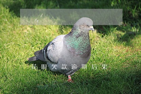 花呗欠款逾期后果 花呗欠款逾期后果