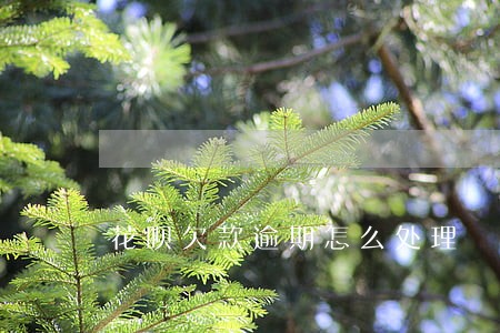 花呗欠款逾期怎么处理 花呗欠款逾期怎么处理