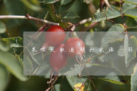 花呗欠款逾期打电话一般说什么 花呗欠款逾期打电话一般说什么