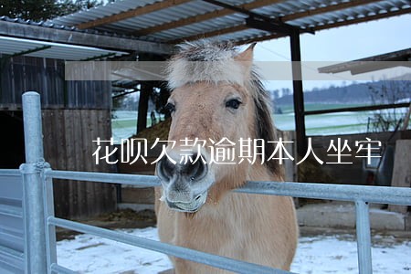 花呗欠款逾期本人坐牢 花呗欠款逾期本人坐牢