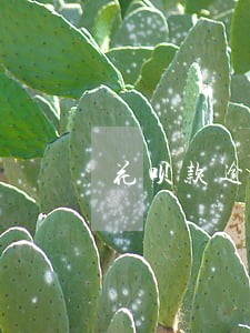花呗款逾期两年还不上怎么办