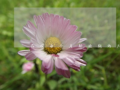 花呗每个月都逾期两天 花呗每个月都逾期两天